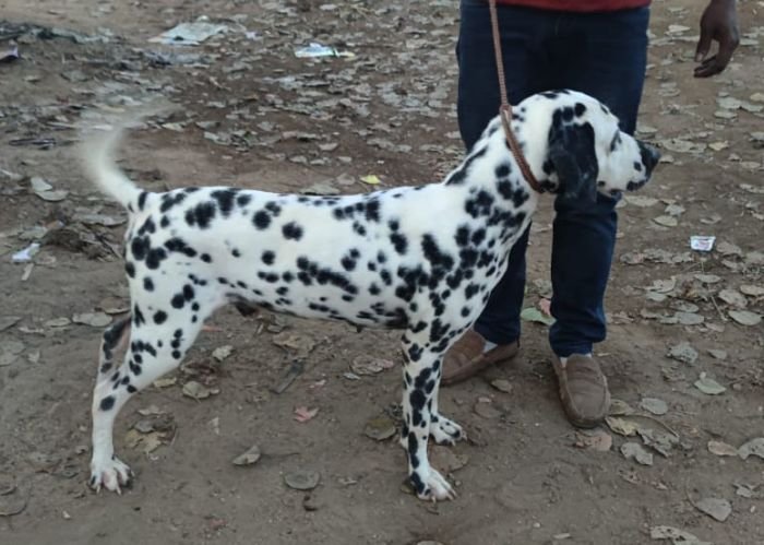 DogsIndia.com - Dalmation - Hayesberg - Nihal