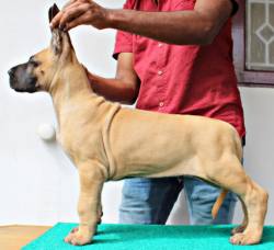 DogsIndia.com - Great Dane - Aniva Kennel