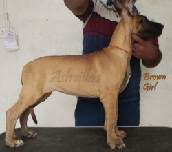 DogsIndia.com - Great Dane - Ashville Kennels