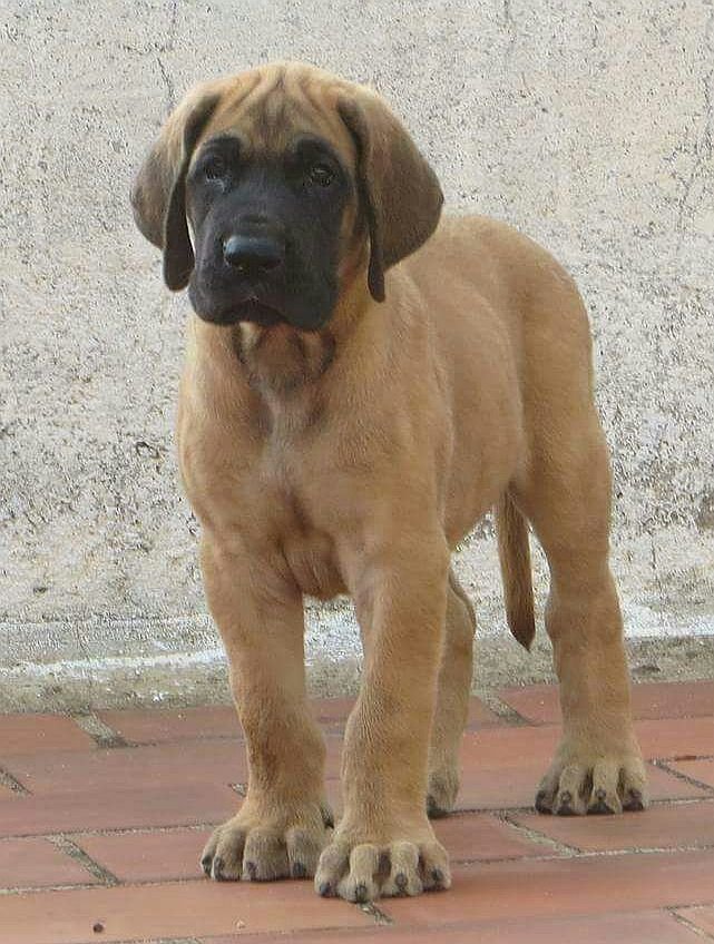 DogsIndia.com - Great Dane - Balken Kennels