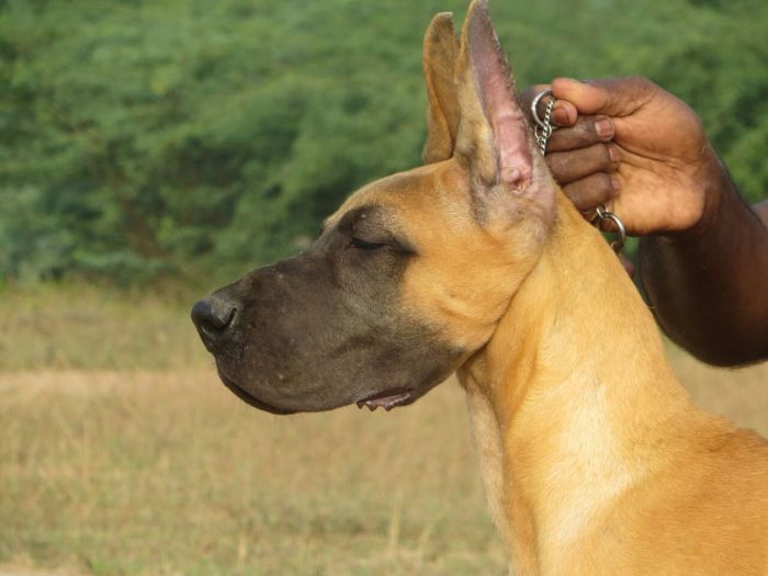 DogsIndia.com - Great Dane - Balken Kennels