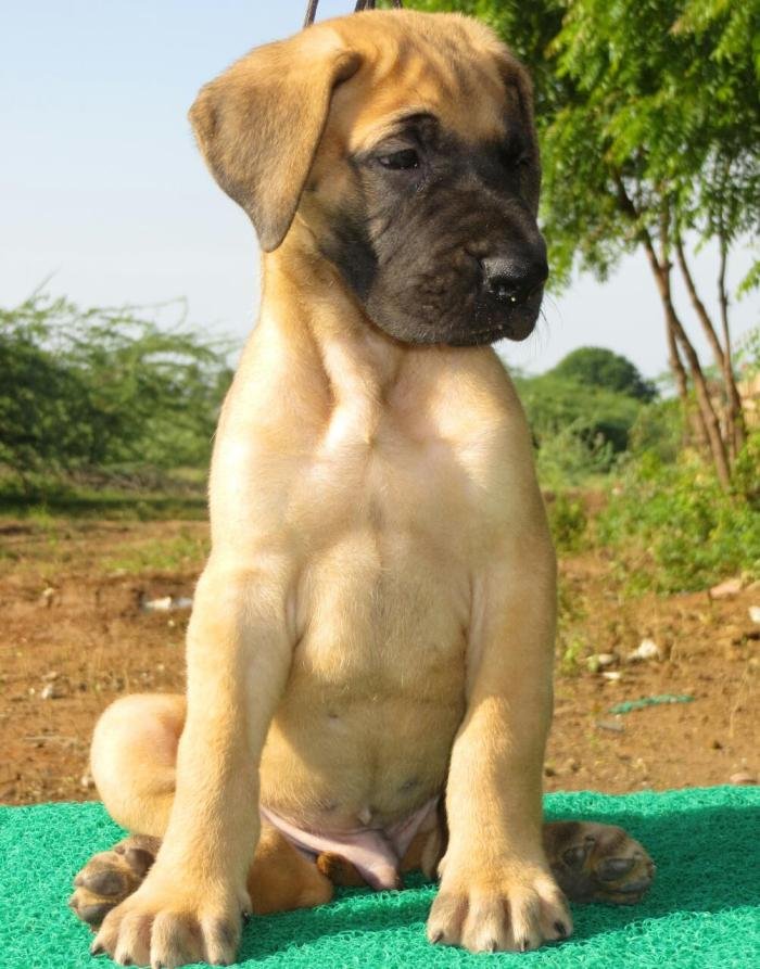 DogsIndia.com - Great Dane - Balken Kennels