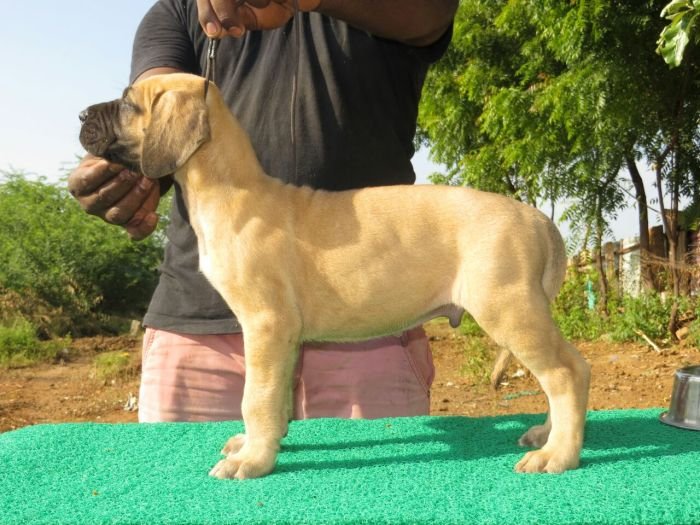 DogsIndia.com - Great Dane - Balken Kennels