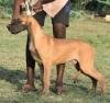 DogsIndia.com - Great Dane - Balken Kennels