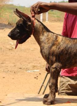 DogsIndia.com - Great Dane - Balken Kennel