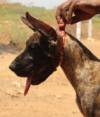DogsIndia.com - Great Dane - Balken Kennel