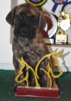 DogsIndia.com - Great Dane - Balken Kennels