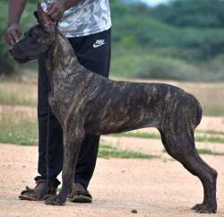 DogsIndia.com - Great Dane - Balken Kennel