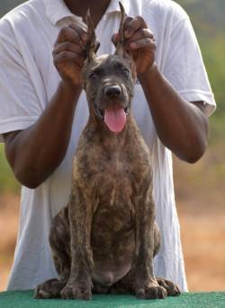 DogsIndia.com - Great Dane - Balken Kennel