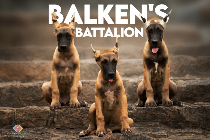 DogsIndia.com - Great Dane - Balken Kennel