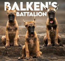 DogsIndia.com - Great Dane - Balken Kennel