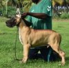 DogsIndia.com - Great Dane - Balken Kennel