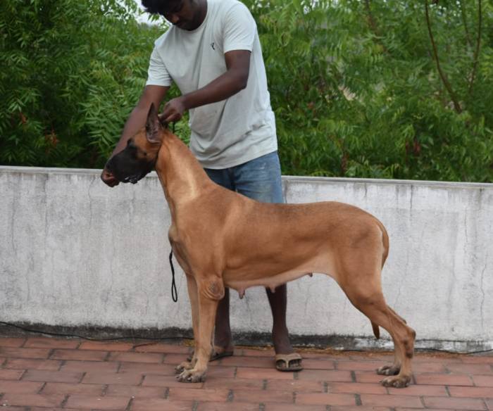 DogsIndia.com - Great Dane - Balken Kennels