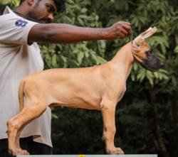 DogsIndia.com - Great Dane - Balken Kennels