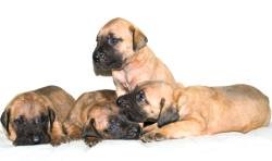 DogsIndia.com - Great Dane - Balken Kennels