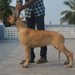 DogsIndia.com - Great Dane - Big Ben - Sharma Ramesh