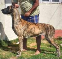 DogsIndia.com - Great Dane - Ellesmera - Anandkumar