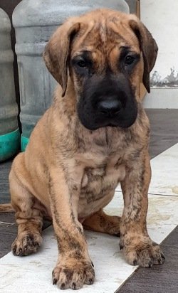 DogsIndia.com - Great Dane - Ellesmera - Anandkumar