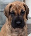 DogsIndia.com - Great Dane - Ellesmera - Anandkumar