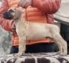 DogsIndia.com - Great Dane - Ellesmera - Anandkumar