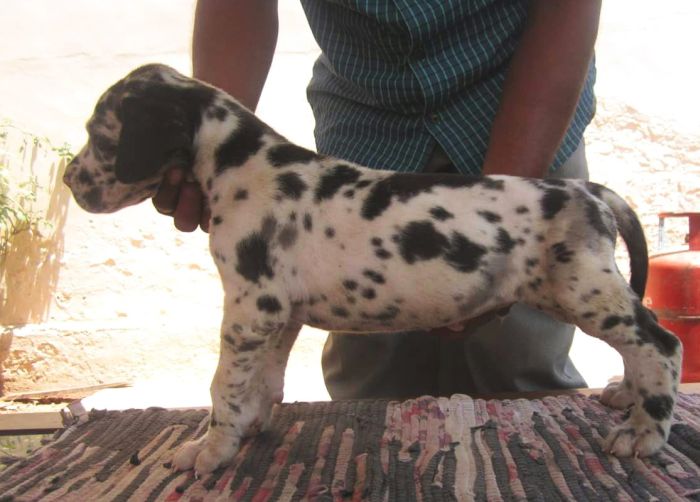 DogsIndia.com - Great Dane - Manikandan