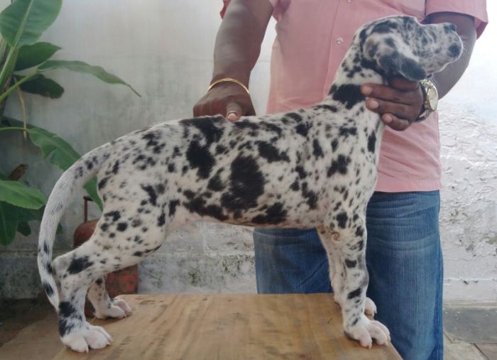DogsIndia.com - Great Dane - Manikandan