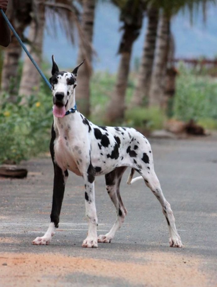 DogsIndia.com - Great Dane - Mayaa's Kennels