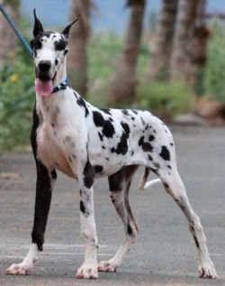 Dogs India - All About Dogs, Breeders, Breeds, Indian Breeds And Info 