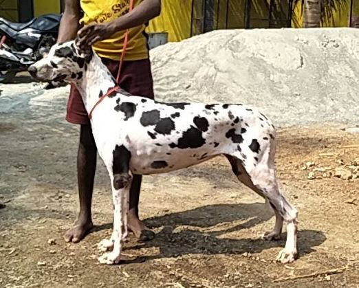 DogsIndia.com - Great Dane - Mayaa's Kennels