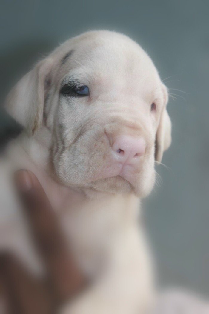 DogsIndia.com - Great Dane - Mayaa's Kennels
