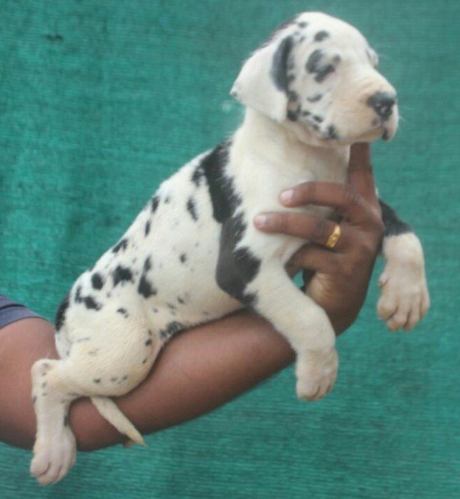 DogsIndia.com - Great Dane - Mayaa's Kennels