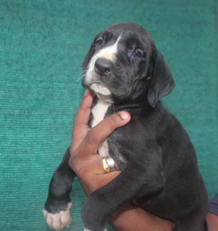DogsIndia.com - Great Dane - Mayaa's Kennels