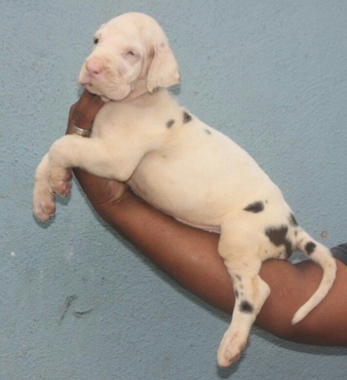 DogsIndia.com - Great Dane - Mayaa's Kennels