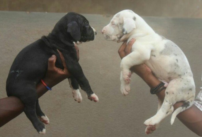 DogsIndia.com - Great Dane - Mayaa's Kennels