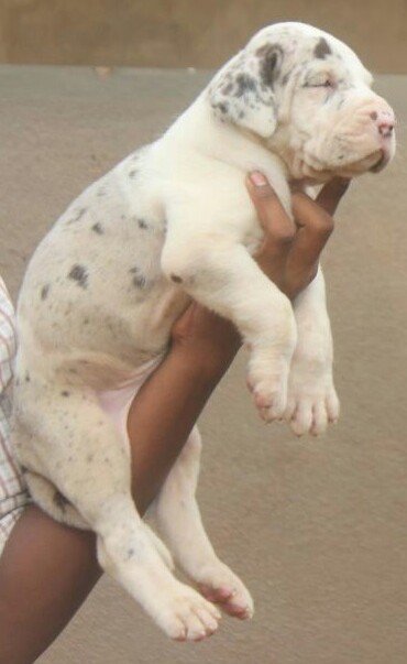 DogsIndia.com - Great Dane - Mayaa's Kennels