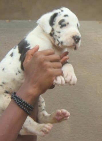 DogsIndia.com - Great Dane - Mayaa's Kennels