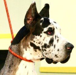DogsIndia.com - Great Dane - Mayaa Kennels