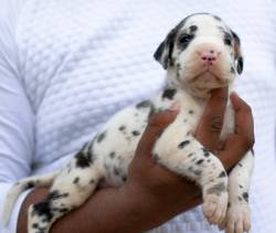 DogsIndia.com - Great Dane - Mayaa's Kennels