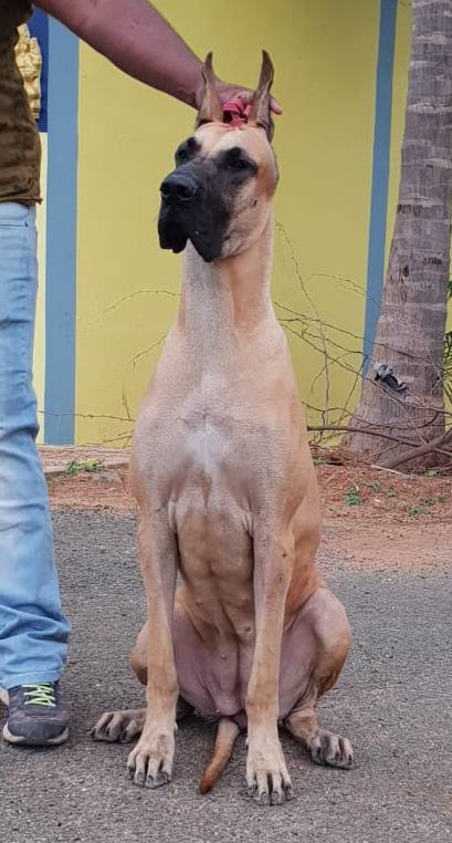 DogsIndia.com - Great Dane - Mayaa's Kennels