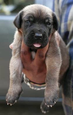 DogsIndia.com - Great Dane - Mayaa Kennels