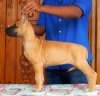 DogsIndia.com - Great Dane - Mukundhaas - Gokul