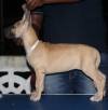 DogsIndia.com - Great Dane - Nattu Dev