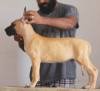 DogsIndia.com - Great Dane - Radan