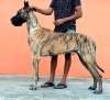 DogsIndia.com - Great Dane - Radan's