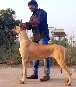 DogsIndia.com - Great Dane - Radan