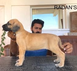 DogsIndia.com - Great Dane - Radan