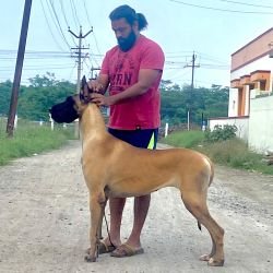 DogsIndia.com - Great Dane - Radan