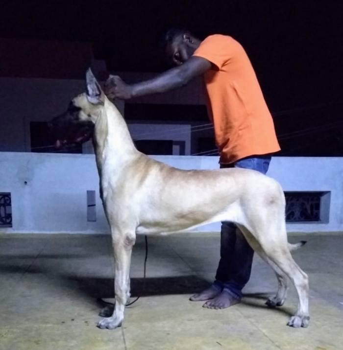 DogsIndia.com - Great Dane - Rajan - Sunflames Kennel