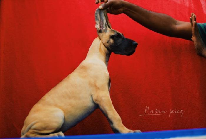 DogsIndia.com - Great Dane - Rajan - Sunflames Kennel