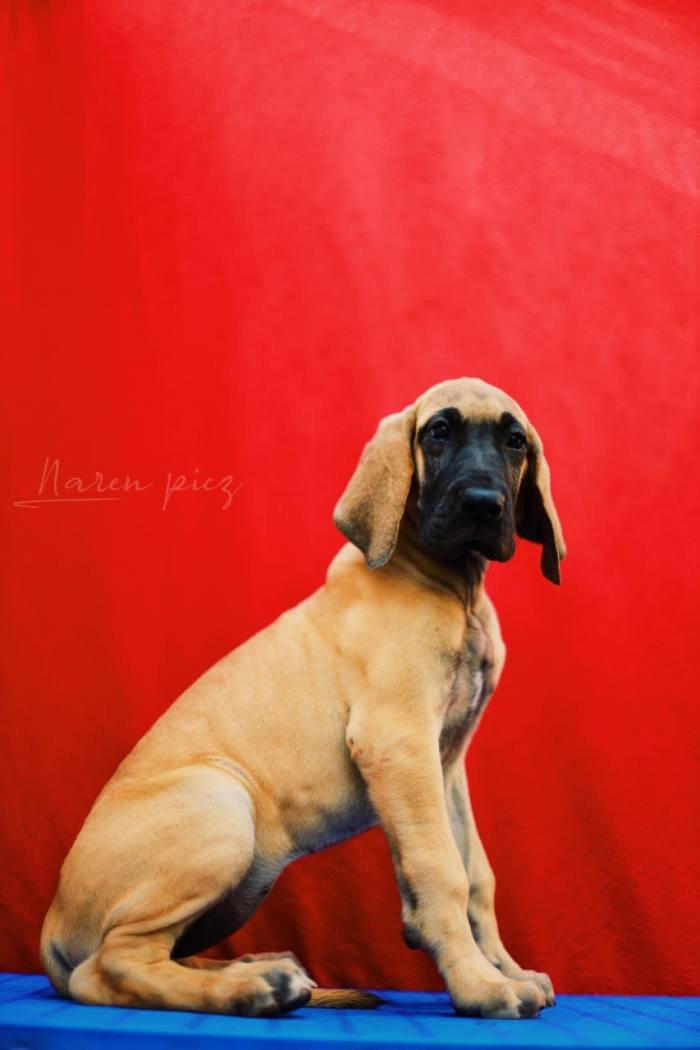 DogsIndia.com - Great Dane - Rajan - Sunflames Kennel
